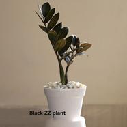 Brikkho Hat ZZ Black Plant with Plastic Pot - 334