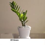 ZZ Plant Green With 10 inch plastic pot - 189