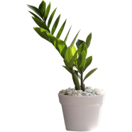 ZZ Plant Green With 7 inch plastic pot - 189