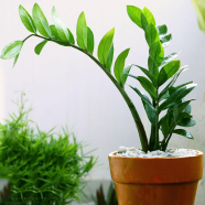 ZZ plant Tub less - 167