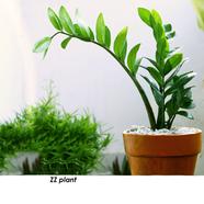 ZZ plant V shape 6 inch - 167