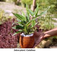 Zebra Plant With 6 inch clay pot - 178