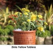 Zinnia Yellow With 6 inch clay pot - 178