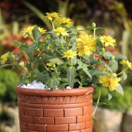 Zinnia Yellow Without Pot - 178