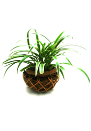 Cane Round Tob Plant (PC-7215) image