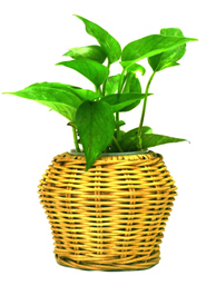 Small Round Cane Tob Plant Without Light (PC-7209) image