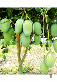 Fresh Amropali Mango (100 Percent Formalin Free ) (3 KGs) image