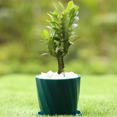 Brikkho Hat African Milk Tree With Camelia Pot image