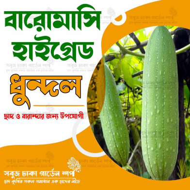 All Season Dhundol Seed Intact Pack image