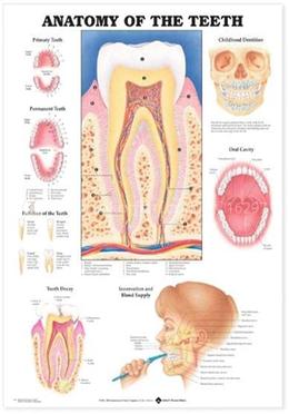 Anatomy of the Teeth Anatomical Chart image
