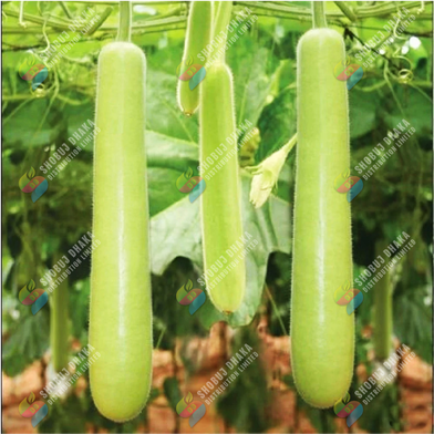 BARI-1 Hajari Lau Intact Pack - 0.1gm image