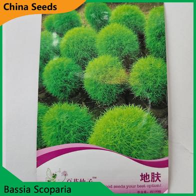 Bassia Scoparia Flower Seeds image
