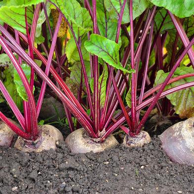 Naomi Seed Beetroot Red Heart - 5gm image