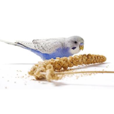 Bird Millet Spray 250g For Cockatiel Lovebird Parakeet Finch Canary All Parrots Healthy Treat image