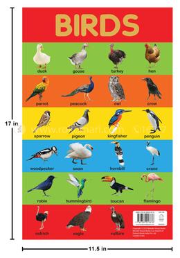 Birds Chart Early Learning Educational Chart For Kids image