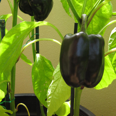 Black Capsicum Seed image