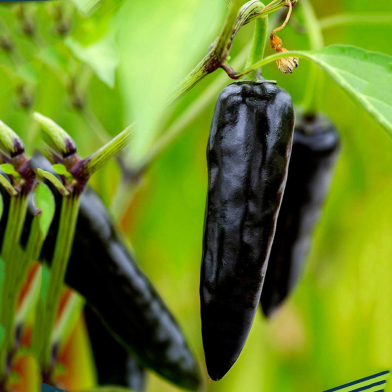 Black Chilli Seed image