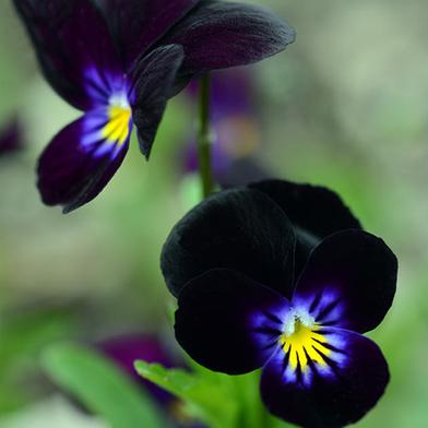 Black Pansy Seed image