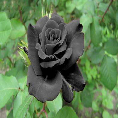 Black Rose Seed image