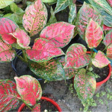 Brikkho Haat Aglaonema Red image