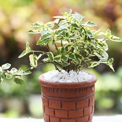 Brikkho Haat Anastasia Plant With Plastic Pot (5 Inch) image