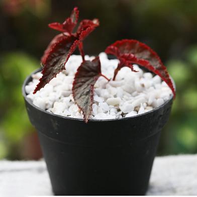 Angel Wings Begonia Without Pot image