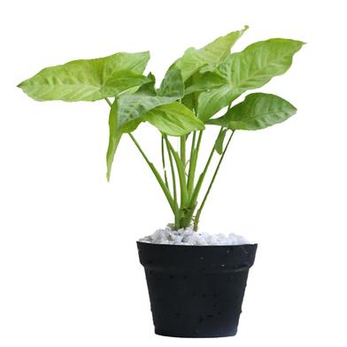 Brikkho Haat Arrowhead Plant image