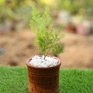 Brikkho Haat Asparagus Fern (Thin Leaf) image