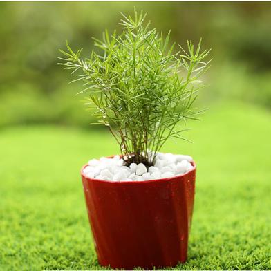 Brikkho Haat Asparagus Plant image