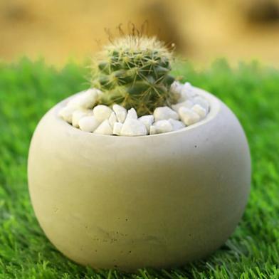 Brikkho Haat Ball Cactus With Cement Pot image