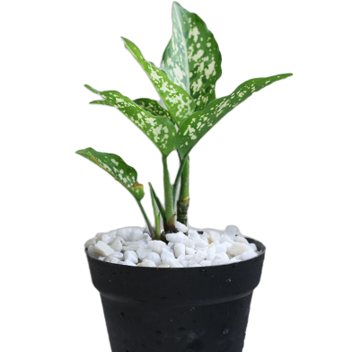 Brikkho Hat Aglaonema Snow White With 7 Inch Plastic Pot Small image