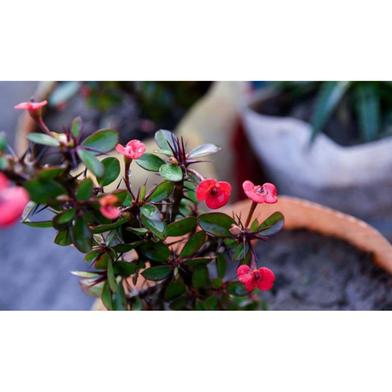 Brikkho Hat Crown-Of-Thorns Red With 12 Inch Plastic Pot Red image