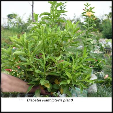 Brikkho Hat Diabetis Plant/Stevia Plant Large With 8 Inch Plastic Pot image