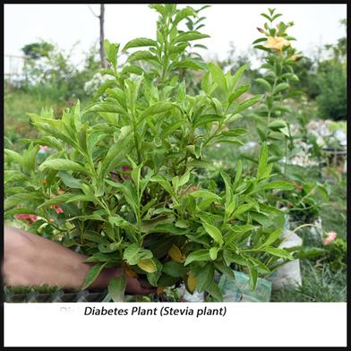 Brikkho Hat Diabetis Plant/Stevia Plant Small Without Pot image