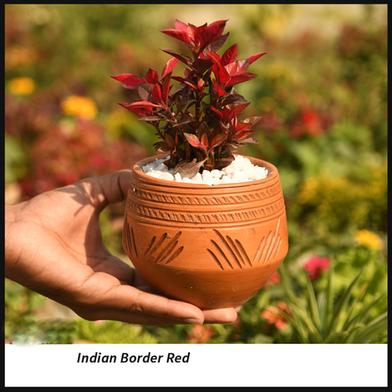 Brikkho Hat Dwarf Copper Leaf With 5 Inch Clay Pot Red image