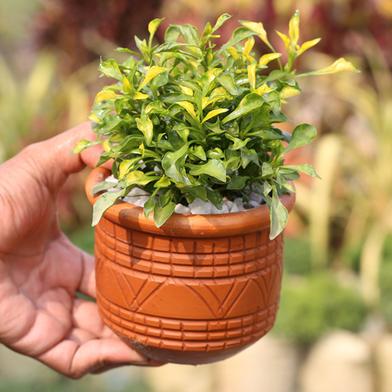 Brikkho Hat Dwarf Copper Leaf With 8 Inch Plastic Pot Green image