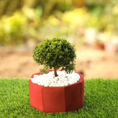 Brikkho Hat Dwarf Kamini With Octagon Cement Pot Red image