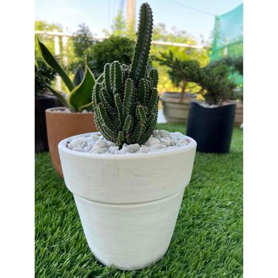 Brikkho Hat Fairy Castle Cactus V Tub Small Size White image