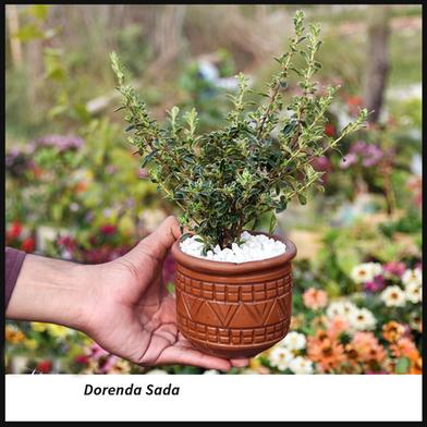 Brikkho Hat Fortune'S Spindle Dorenda With 5 Inch Clay Pot image