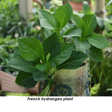 Brikkho Hat French Hydrangea Plant With 12 Inch Plastic Pot image