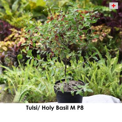 Brikkho Hat Holy Basil/Tulsi Plant With 8 Inch Plastic Pot Small image