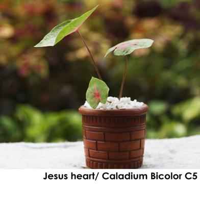 Brikkho Hat Jesus/Caladiums/Elephant Eats/Angel Wings For With 5 Inch Clay Pot image