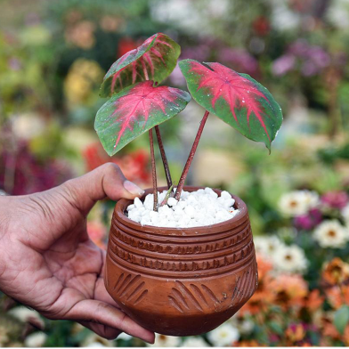 Brikkho Hat Jesus/Caladiums/Elephant Eats/Angel Wings For With 5 Inch Clay Pot image