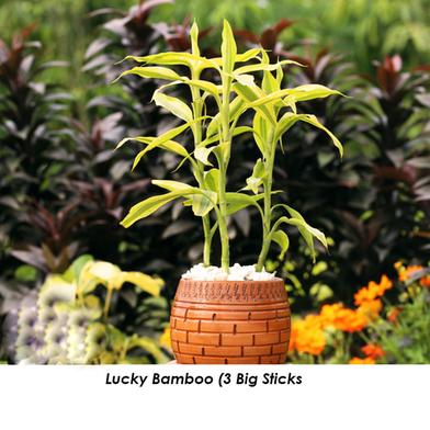 Brikkho Hat Lucky Bamboo With 5 Inch Clay Pot Medium image