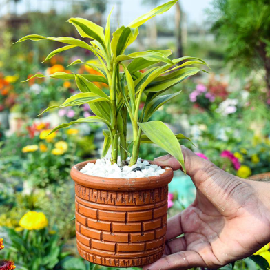 Brikkho Hat Lucky Bamboo With 6 Inch Dim Pot Small image