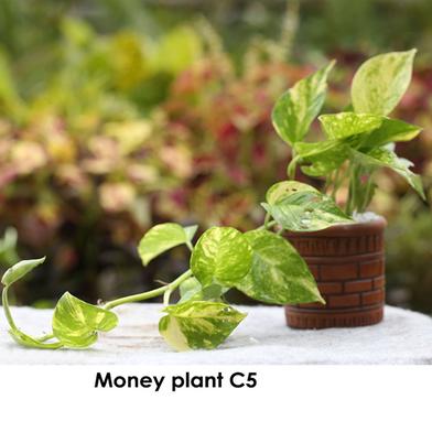 Brikkho Hat Money Plant/Devil'S Ivy Golden Pothos Plant With 5 Inch Clay Pot image