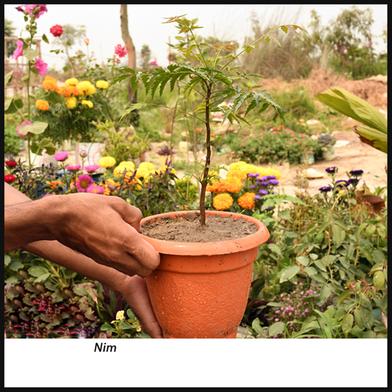 Brikkho Hat Neem With 10 Inch Plastic Pot Large image