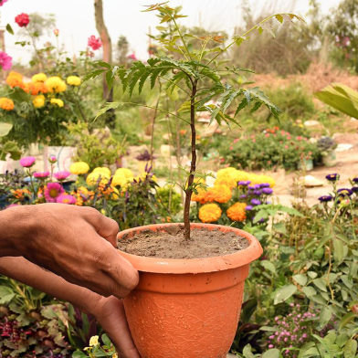 Brikkho Hat Neem With 16 Inch Plastic Pot Large image