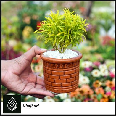 Brikkho Hat Nimjhuri Bonsai Without Pot image