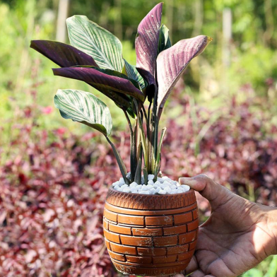 Brikkho Hat Peacock Plant With 6 Inch Clay Pot image